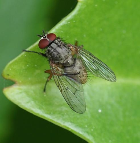 Helina impuncta